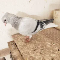 سبز دم سفید جوونه