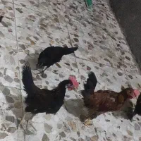 نیمچه عربی