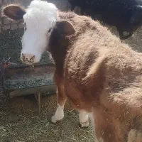 ماده سیمینتال