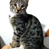 دو عدد بچه گربه  واگذار میشه