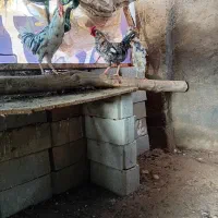 مرغ و واروک خروس سالم وسرحال