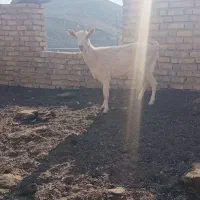 بزغاله نرسانن فروشی|حیوانات مزرعه|قهستان, |دیوار