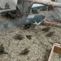 فنچ گلدین تک نر زرد موجوده|پرنده|رشت, علی آباد|دیوار