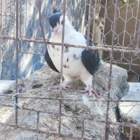 جوانه ساده کاکلی افشون|پرنده|تربتحیدریه, آغوی|دیوار