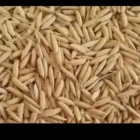 برنج فجر