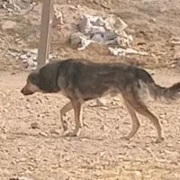 سرابی اصل اصیل