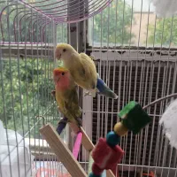 جفت طوطی برزیلی نر و ماده