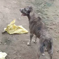 واگذاری سگ الابای