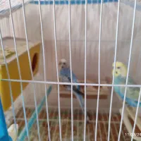 سه جفت مرغ عشق رنگ خاص،یک جفت گرین چک جوجه داده