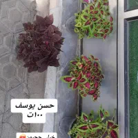 سرخس بگونیا حسن یوسف|گل و گیاه طبیعی|خرمدره, |دیوار