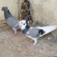 کبوتر لیلک خط زرد مصری