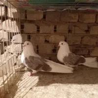 جفت ی کت تهرونی