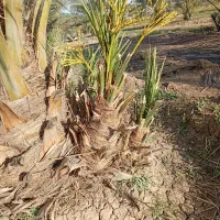 فروش پاجوش خرمای کلوته|گل و گیاه طبیعی|عنبرآباد, |دیوار