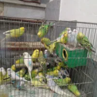 مرغ عشق تکی و جفتی