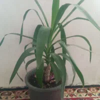 گل های فروشی با قیمت مناسب|گل و گیاه طبیعی|مرند, |دیوار