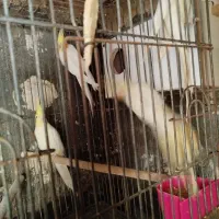 عروس هلندی و کوتوله