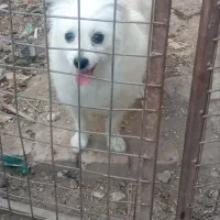 فروش سگ|سگ|نظرآباد, رسالت|دیوار