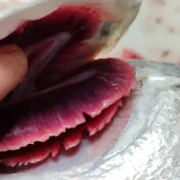 ماهی دریایی تازه|ماهی|کاشان, ملک آباد|دیوار