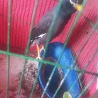 مرغ مینا افغان