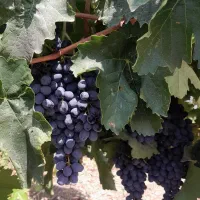 نهال انگور سیاه ریشه‌دار ( گلدانی )|گل و گیاه طبیعی|لردگان, |دیوار