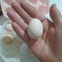 تخم نطفه دار|حیوانات مزرعه|تربت جام, معدآباد|دیوار