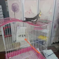 عروس  سخن گوی هلندی