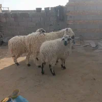 بره نر و ماده