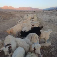 فروش گوسفند|حیوانات مزرعه|درب بهشت, |دیوار