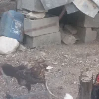 ماده مرغ کاملا تمیز  3.500