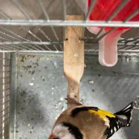 سهره رسمی گل بلند قرص قرص|پرنده|ری, صفاییه (چشمه علی)|دیوار