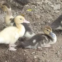 7تااردک سالم به فروش میرسد