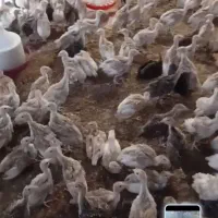 فروش جوجه بوقلمون یک ماهه