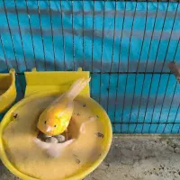 قناری درکوار