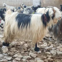 11بز و تیشتر روزگاری با میش خوب روزگار معاوضه دارم