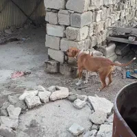 سگ دوبرمن