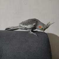 عروس هلندی جوجه دستی|پرنده|مشهد, شهید احمدی روشن|دیوار