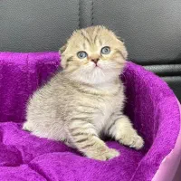 گربه. اسکاتبش. بیرتیش. پرشین با کمترین هزینه