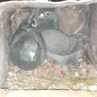 کبوتر|پرنده|اقلید, |دیوار