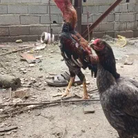 خروس لاری مرغ لاری