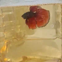 فایتر.بتا|ماهی|رشت, نظری|دیوار