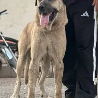 سگ پژدر عراقی سرابی