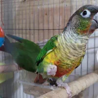 گرینچیک مولد تضمینی