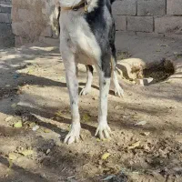 سگ ۴عدد نگهبان