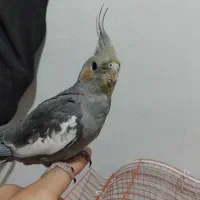 عروس هلندی با قفس آواز خون