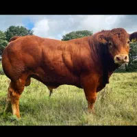 ذبح گوسفند و گوساله