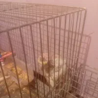 عروس هلندی|پرنده|محمدشهر, سیدآباد|دیوار