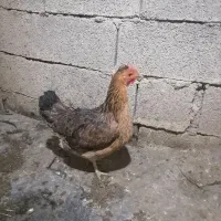 سه عدد مرغ تخم گذار|حیوانات مزرعه|مسجد سلیمان, |دیوار