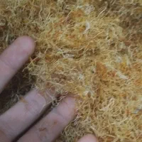 ریشه زعفران خشک شده