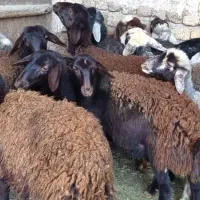 گوسفند قزل افشار بره ماده|حیوانات مزرعه|بهشهر, |دیوار