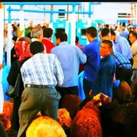 گوسفند با شرایط وویژه چکی و اقساط××زنده|حیوانات مزرعه|مشهد, کشاورز|دیوار